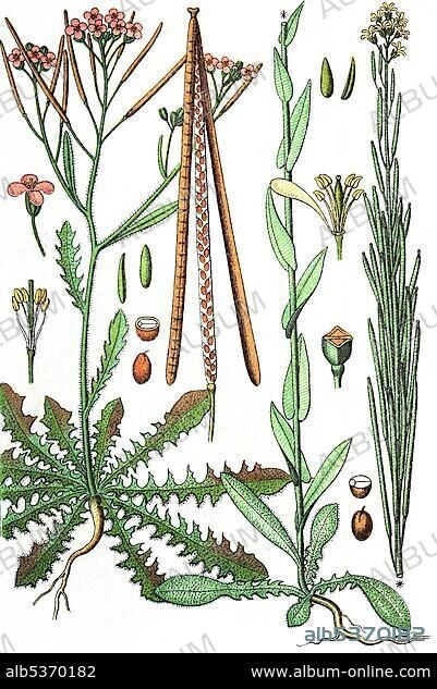 Sand Rock-cress (Cardaminopsis arenosa) on the left and Tower mustard (Arabis glabra) on the right, medicinal and useful plants, chromolithography, 1880.