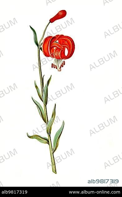 Chalcedonian Lily (Lilium) chalcedonicum; Historical; digitally restored reproduction from a 19th century original.