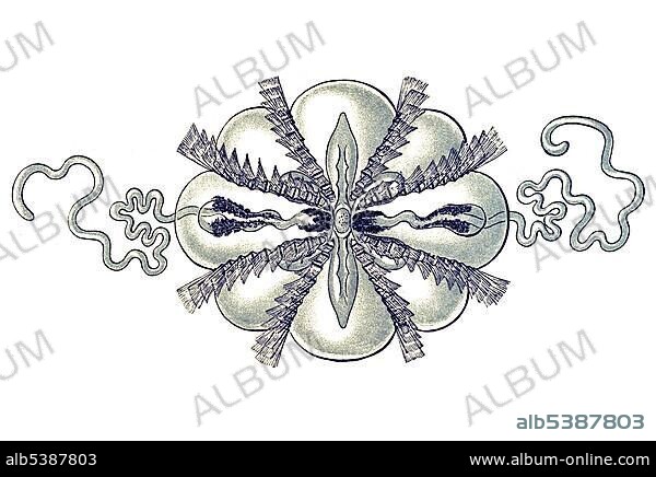 Historic illustration, tablet 27, title Ctenophorae, jellyfish, name Hormiphora, 1/ Haeckelia rubra, Mertensiidae family, view from above, enlarged 8x, Ernst Haeckel, Kunstformen der Natur, "Artforms of Nature".