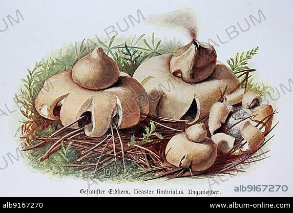 Mushroom, fringed earth star, Geaster fimbriatus, digitally restored reproduction of an original from the 19th century, exact original date not known.