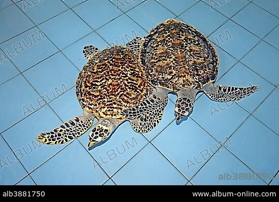 Two Hawksbill sea turtles (Eretmochelys imbricata), about 2 years, breeding station, Bali, Indonesia, Asia.