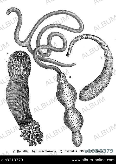 A. Bonellia, green hedgehog worm, Bonellia viridis, b. Phascolosoma, splash worm, c. Tailed priap worm or common priap worm, Priapulus caudatus, Historical, digitally restored reproduction from a 19th century original.