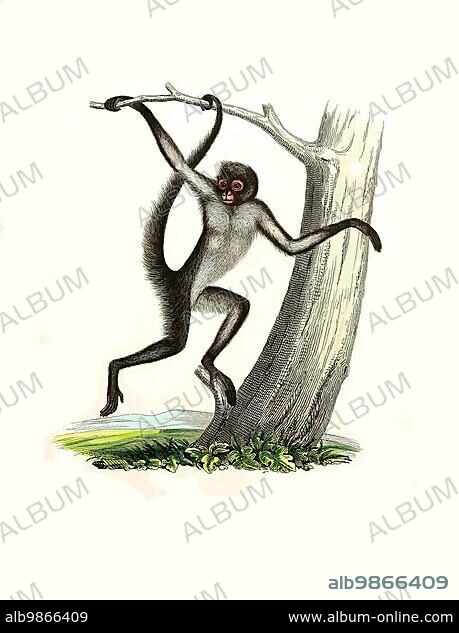 Mammals, white-bellied spider monkey (Ateles belzebuth) or golden-fronted spider monkey, a primate species of the spider-tailed monkey family, Historic, digitally restored reproduction of an original from 1860.