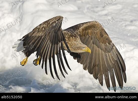 White-tailed Eagle (Haliaeetus albicilla), adult, in flight over sea ice, Nemuro Channel, Hokkaido, Japan, Asia.