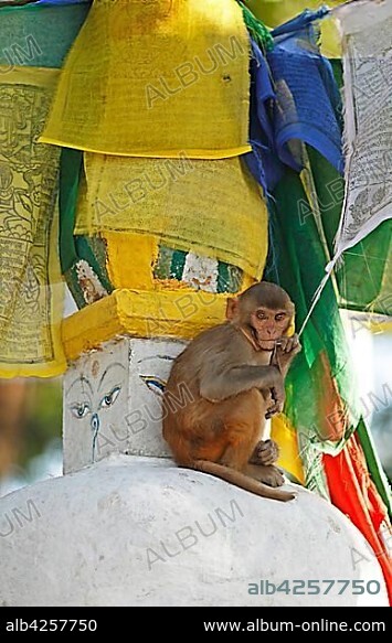 Rhesus macaque (Macaca mulatta), kitten on a stupa, Swayambhunath temple, Kathmandu, Nepal, Asia.