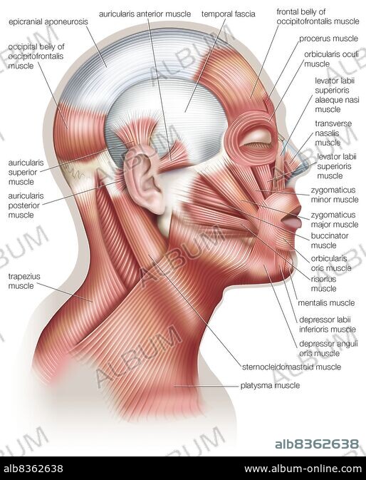 The muscles of the human head used in facial expression. Album