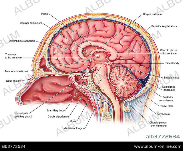 Midsagittal Brain, Illustration - Album alb3772634