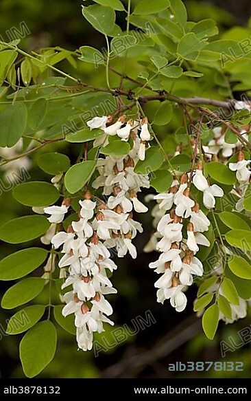 False Acacia (Robinia pseudoacacia), introduced naturalised species, close-up of flowers and leaves, Italy, Europe.