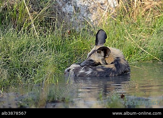 African wild dog (Lycaon pictus), in the water, grooming, Hot Spring ...