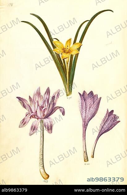 Meadow saffron (Colchicum autumnale), autumn-timeless, Late checkerboard autumn timeles, Colchicum variegatum, spotted timeles, Historic, digitally restored reproduction from a 19th century original.