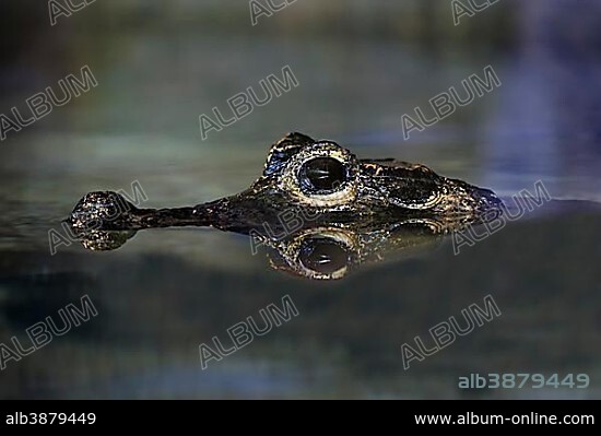 Dwarf crocodile (Osteolaemus tetraspis), adult portrait, in water, captive, occurrence West Africa.