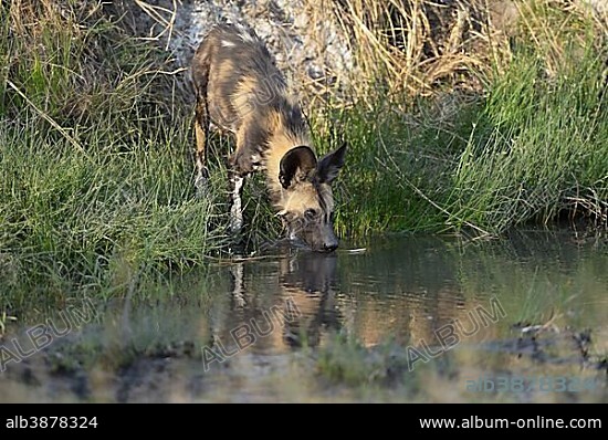 African wild dog (Lycaon pictus), standing by a waterhole and drinking ...