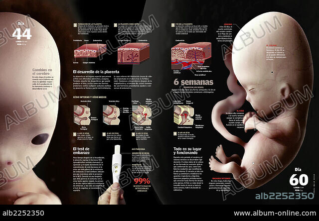 ? Fetus and placenta at six weeks - Album alb2252350