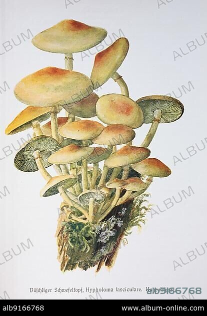 Mushroom, Tufted sulphur tuft (Hypholoma fasciculare), the Green-leaved Sulphurhead, Historical, digitally restored reproduction of an illustration by Emil Doerstling (1859-1940).