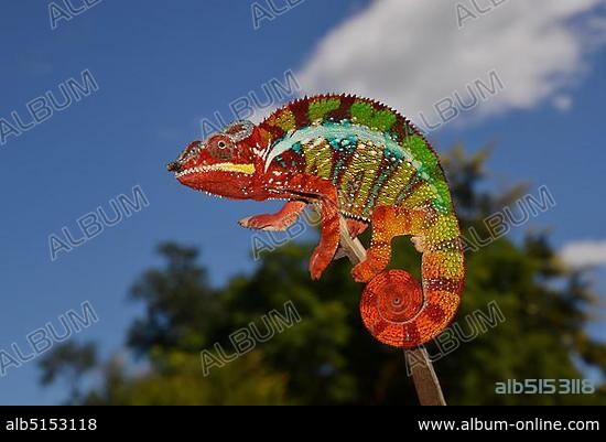 Panther chameleon (Furcifer pardalis), local form Ambanja, West Madagascar.