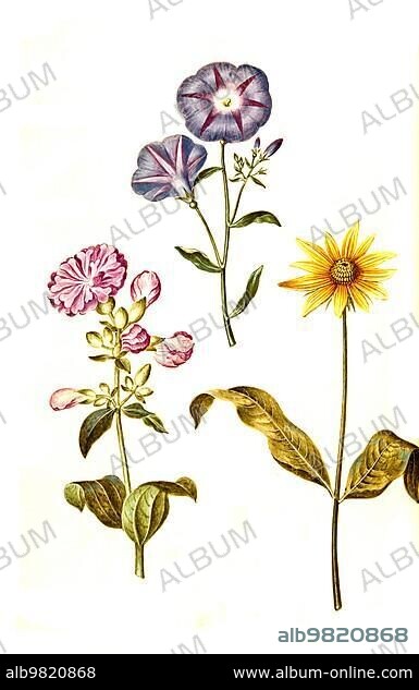 Common soapwort (Saponaria officinalis); also true soapwort or soapwort for short; soapwort or washwort; tricoloured bindweed (Convolvulus tricolor); also tricoloured garden bindweed; sunflower Helianthus; Historic; digitally restored reproduction from a 19th century original.