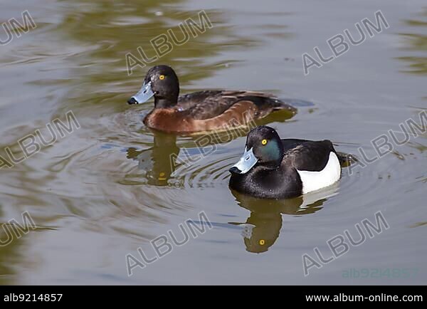 A pair of Tufted Ducks (Aythya fuligula) swimming together.