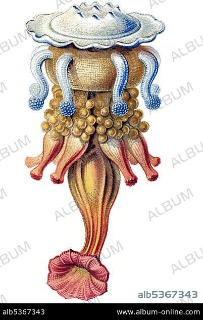 Historic illustration, tablet 17, title Siphonophorae, Jellyfish, name ...