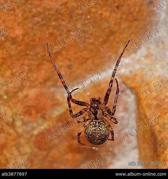 Spider (Metellina merianae), genus of tetragnathid spiders, Nordhessen, Bad Hersfeld, Hesse, Germany, Europe.
