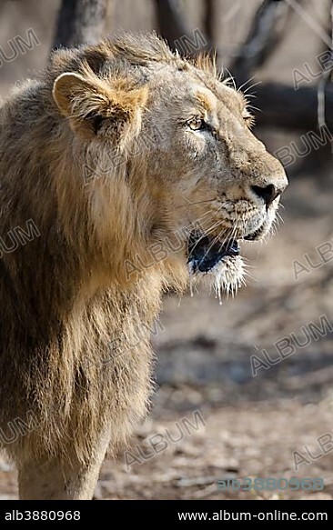 Asiatic lion (Panthera leo persica), male, Gir Interpretation Zone or Devalia Safari Park, Gir Forest National Park, Gir Forest National Park, Gujarat, India, Asia.