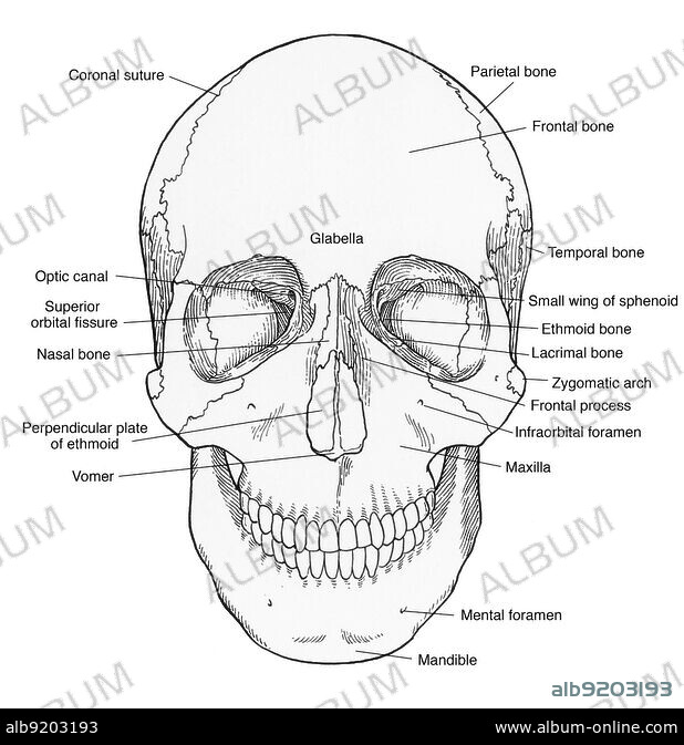 Illustration of Anterior Skull - Album alb9203193