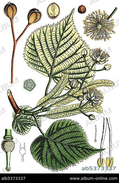 Large leaved lime (Tilia platyphyllos subsp. cordifolia), medicinal and useful plants, chromolithography, 1880.
