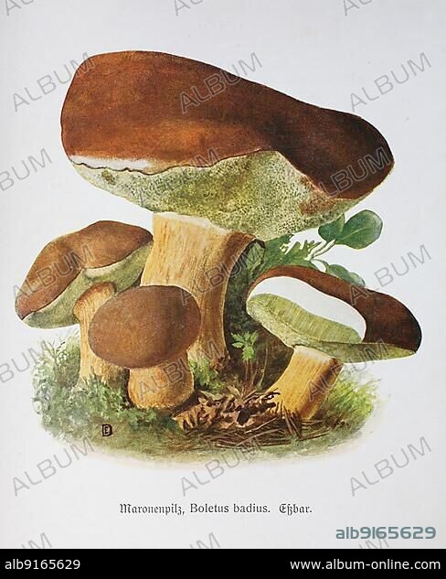 Mushroom, Maronenpilz, Maronen-Röhrling, Syn. Boletus (Xerocomus badius) badius und, Historic, digitally restored reproduction of an illustration by Emil Doerstling (1859-1940).