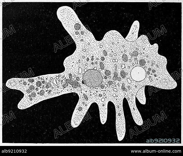 Amoeba proteus, a large species of amoeba closely related to another genus of giant amoebae, Chaos, Historic, digitally restored reproduction from a 19th century original.