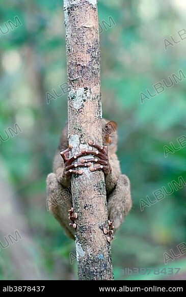 Philippine Tarsier (Carlito syrichta), hiding behind a tree trunk, Bohol Island, Southeast Asia, Philippines, Asia.