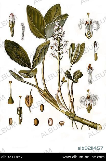 Medicinal plant (Menyanthes trifoliata), fever clover or bitter clover, Historical, digitally restored reproduction from a 19th century original.