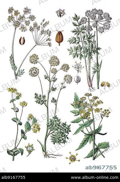 Caraway, meadow caraway or common caraway, Carum carvi (top left), caraway-leaved silge, Selinum carvifolia (top right), round-leaved hare's ear, field hare's ear, growing-through hare's ear or growing-through hare's ear, Bupleurum rotundifolium (bottom left), Medicinal angelica, Angelica archangelica (bottom centre), Parsnip, Pastinaca sativa (bottom right), Historic, digitally restored reproduction of a 19th century original. century.