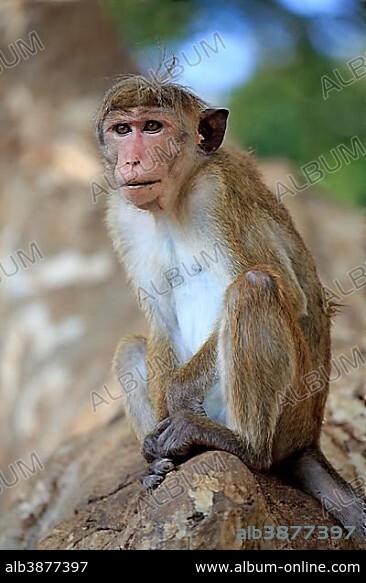 Toque macaque (Macaca sinica), adult on a tree, sitting, Yala National Park, Sri Lanka, Asia.