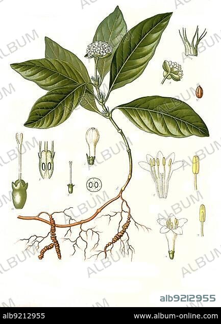 Medicinal plant, ipecac (Carapichea ipecacuanha), also dysentery root, spit root, head berry, Historical, digitally restored reproduction from a 19th century original.