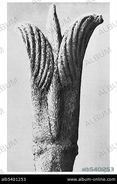 Historical photograph, Hairy Dogwood (Cornus pubescens), Karl Blossfeldt, Urformen der Kunst, The original art.