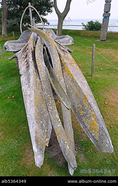 Skeleton of a Fin whale (Balaenoptera physalus) in the Sylt Museum of Local History, Keitum, Sylt, North Frisian Islands, North Frisia, Schleswig-Holstein, Germany, Europe.