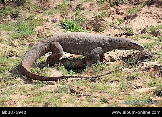 Bengal monitor or common Indian monitor (Varanus bengalensis), adult, foraging, flickering tongue, Udawalawe National Park, Sri Lanka, Asia.