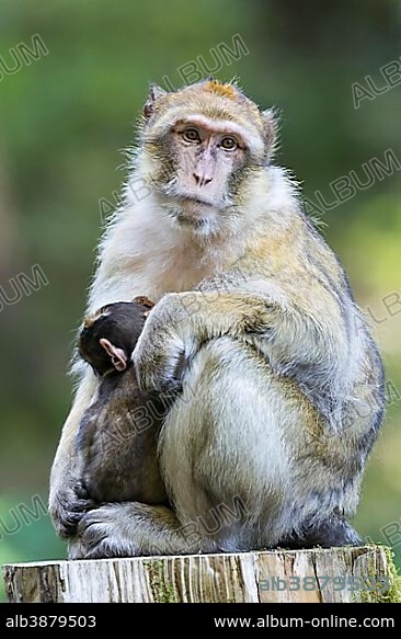 Barbary Macaque (Macaca sylvanus) adult female with young, 12 weeks, native to Morocco, captive, Rhineland-Palatinate, Germany, Europe.