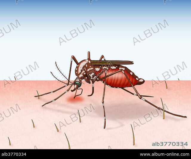 Anopheles mosquito drawing Black and White Stock Photos & Images - Alamy
