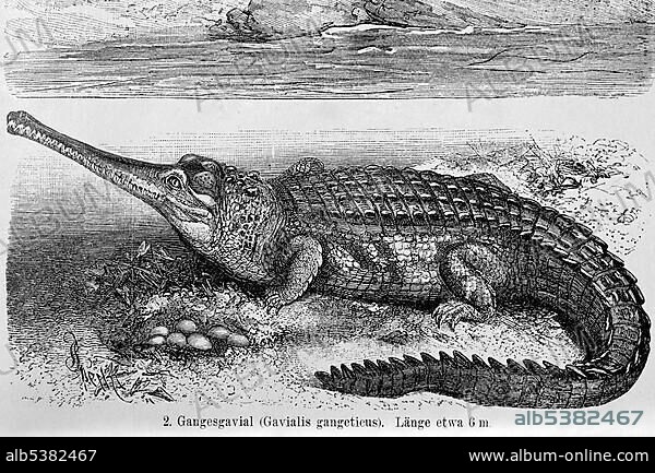 Ganges Gavial, Gharial or Real Gavial (Gavialis gangeticus), historical ...