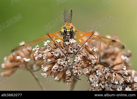Crane Fly (Ctenophora flaveolata), male with clearly visible comb sensors on desiccated inflorescence of an Oregano (Origanum vulgare), Dortmund, Ruhr district, North Rhine-Westphalia, Germany, Europe.