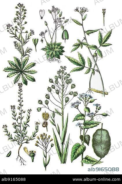 Common shepherd's purse also shepherd's purse, Capsella bursa-pastoris (top  left), spring famine, Draba verna, syn. Erophila verna (top centre),  Bulbous Toothwort, Cardami - Album alb9165088