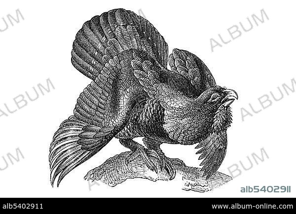 Woodcut, Wood grouse, Western capercaillie (Tetrao urogallus).