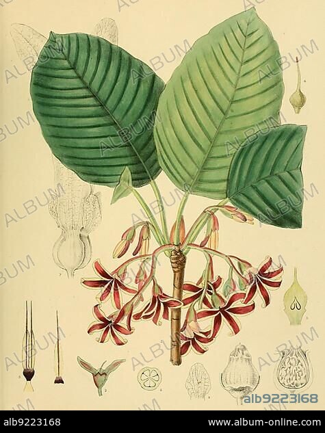 Dipterocarpus (Dipterocarpus) zeylanicus, plant genus two-winged fruit (Dipterocarpaceae) trees, also two-winged nuts or winged fruit trees, belongs to the winged fruit, native to Southeast Asia, Sri Lanka, digitally restored historical colour print from 1893, Asia.