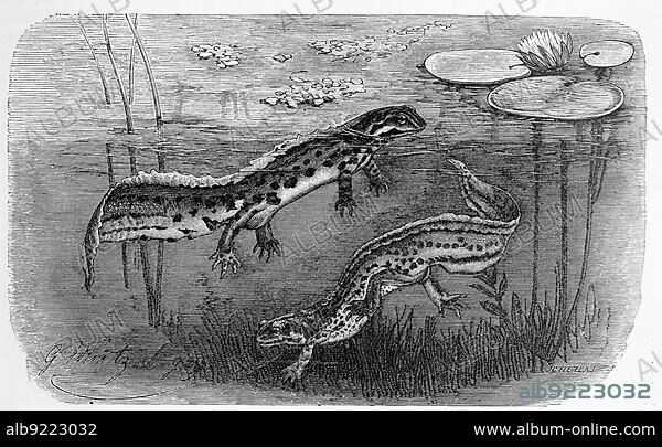 Reptiles, Pond newt (Lissotriton vulgaris), syn. cf. Triturus belongs to the class of amphibians and order of caudates, Historical, digitally restored reproduction from a 19th century original.