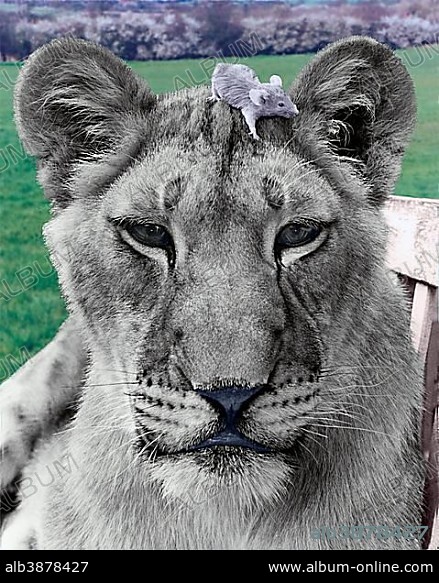 Lion with mouse on his head, England, Great Britain.