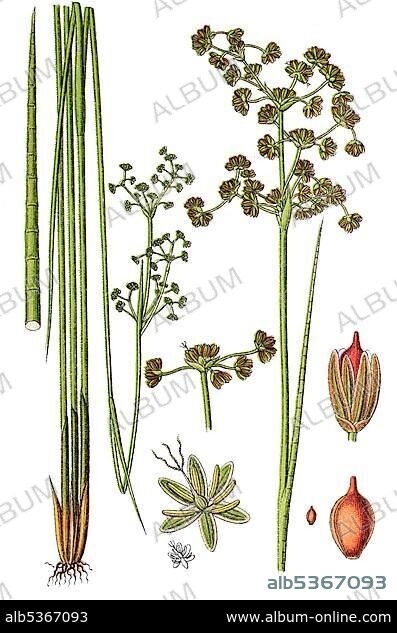 Blunt-flowered rush (Juncus subnodulosus, Syn.: Juncus obtusiflorus Ehrh. ex Hoffm.), medicinal plant, useful plant, chromolithograph, 1876.