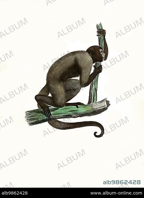 Mammals, Grey woolly monkey (Lagothrix lagotricha) cana, a subspecies of woolly monkey living in South America, Historical, digitally restored reproduction of an original from 1860.