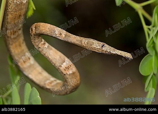 Madagascar or Malagasy leaf-nosed snake (Langaha madagascariensis) in the rainforest, east of Madagascar, Madagascar, Africa.
