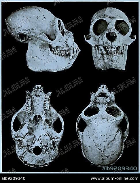Skull bone, Research, Evolution, Research piece, monk saki (Pithecia monachus), Primate species from the group of New World monkeys, Historical, Digitally restored reproduction of an original from the 19th century, exact original date unknown.