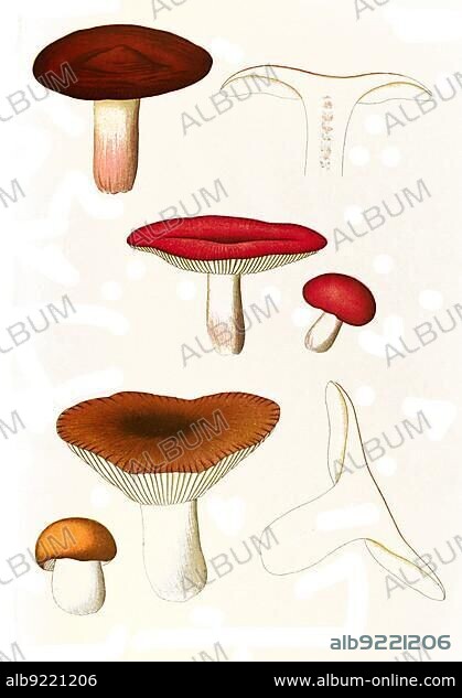 Mushroom, cherry-red edible russula (Russula emetica), edible russula (top), and flesh-red bare-toothed russula (Russula vesca), edible russula, Historic, digitally restored reproduction from an 18th century original.